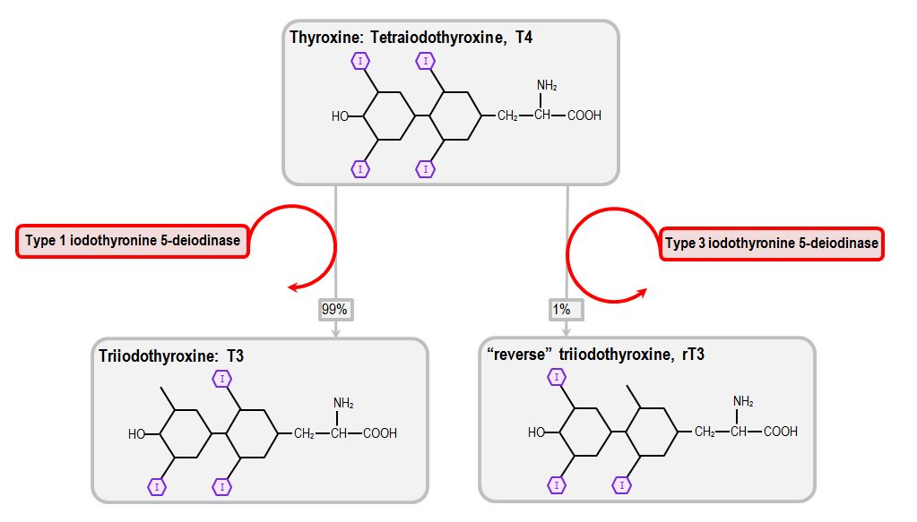 Sick euthyroid syndrome Deranged Physiology